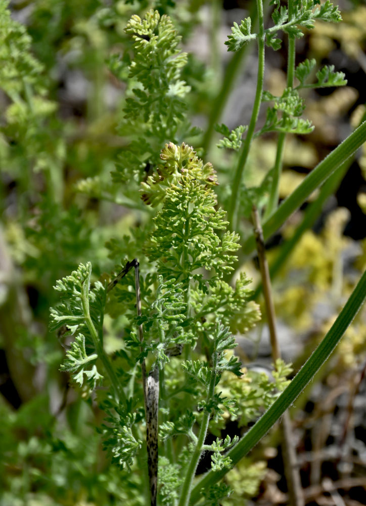 Image of Zosima absinthifolia specimen.