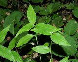 Commelina communis. Верхушки вегетирующих побегов. Краснодарский край, муниципальное образование город-курорт Сочи, Адлерский р-н, Кудепстинский сельский округ, окр. пос. Дубравный, Кудепстинский дендропарк, широколиственный лес. 05.07.2024.