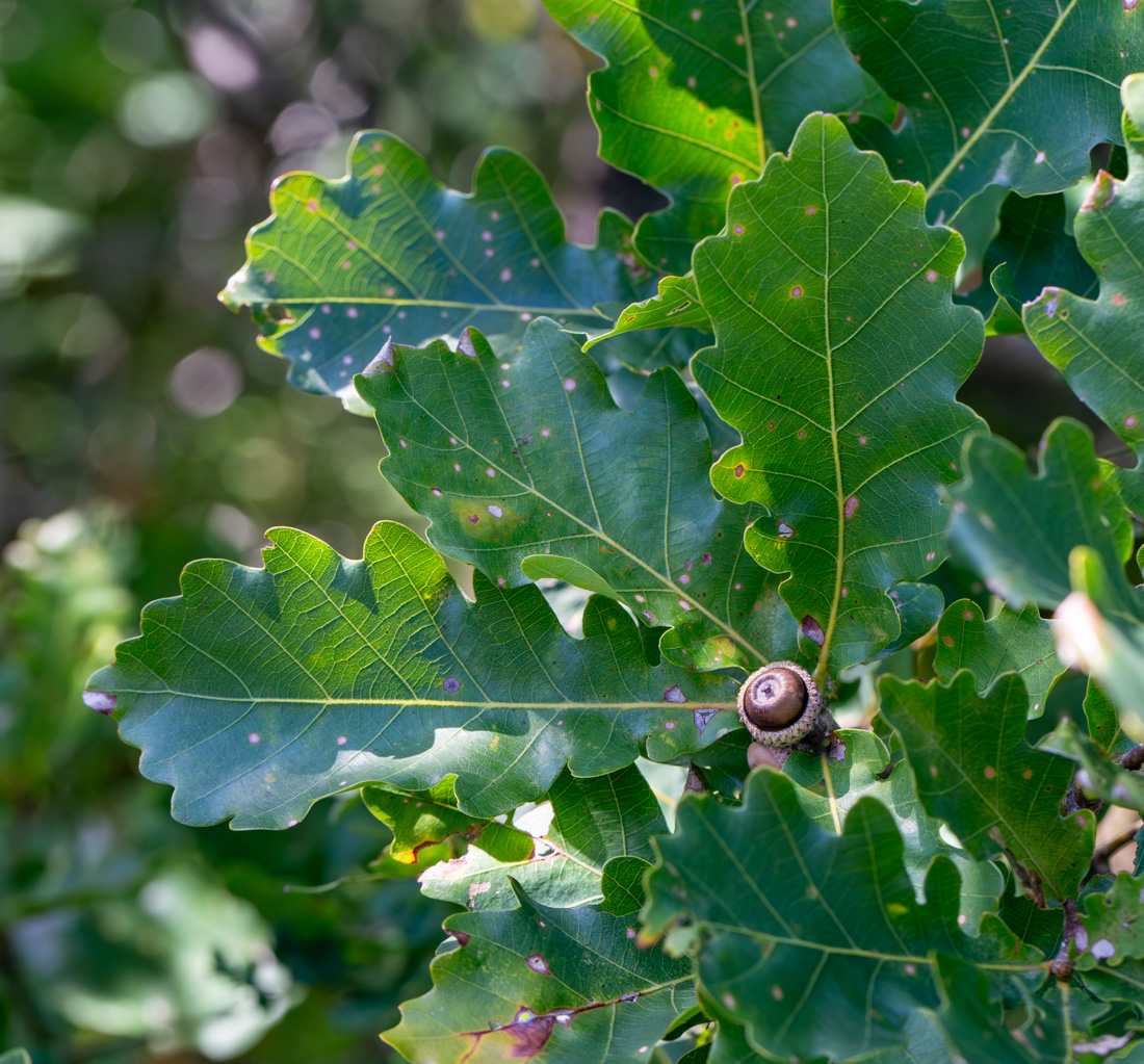 Image of Quercus wutaishanica specimen.