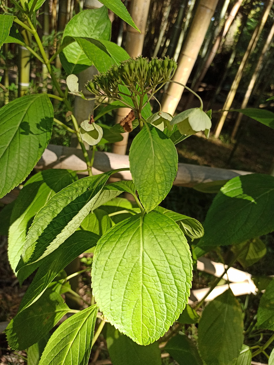 Изображение особи род Hydrangea.