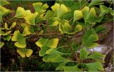 Ginkgo biloba. Часть ветви с листьями, переходящими на осенний окрас. Московская обл., Раменский р-н, окр. дер. Хрипань, садовый участок. 08.09.2026.