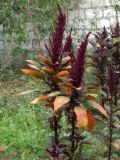 genus Amaranthus. Цветущие растения. Республика Молдова, муниципалитет Кишинёв, г. Кодру, частная усадьба. 25 июля 2026 г.