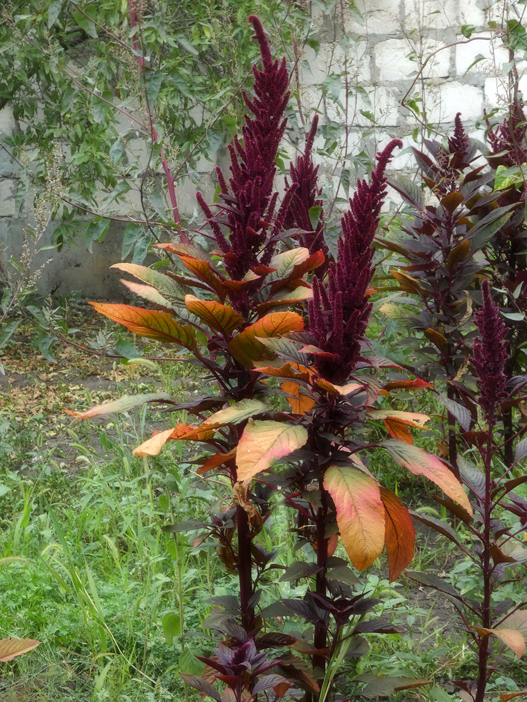 Image of genus Amaranthus specimen.