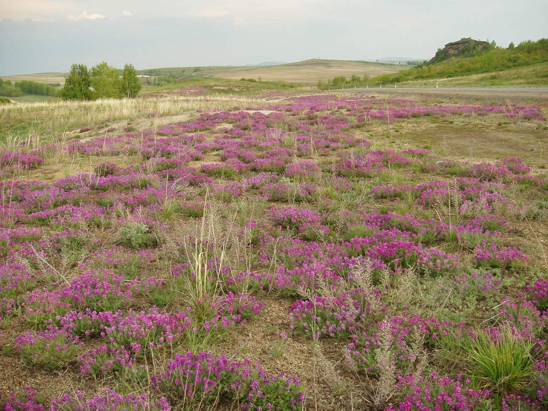 Изображение особи Oxytropis floribunda.