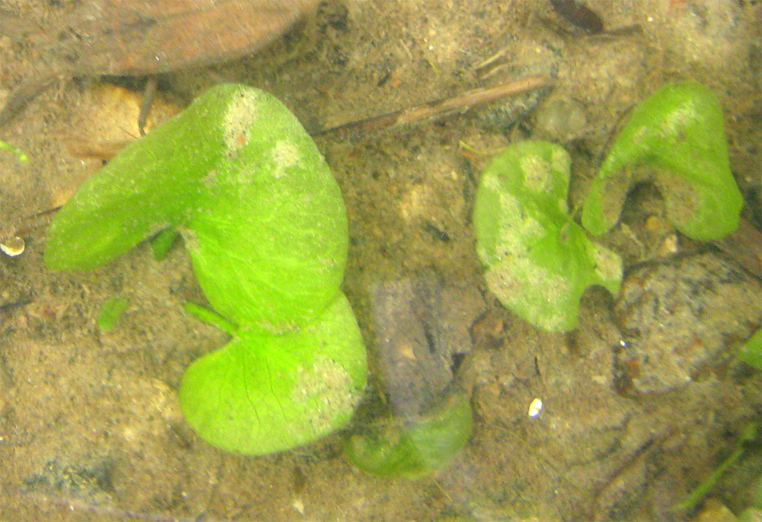 Image of Nuphar &times; spenneriana specimen.