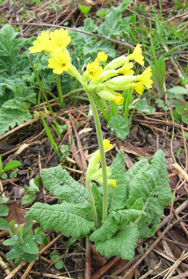 Image of Primula veris specimen.