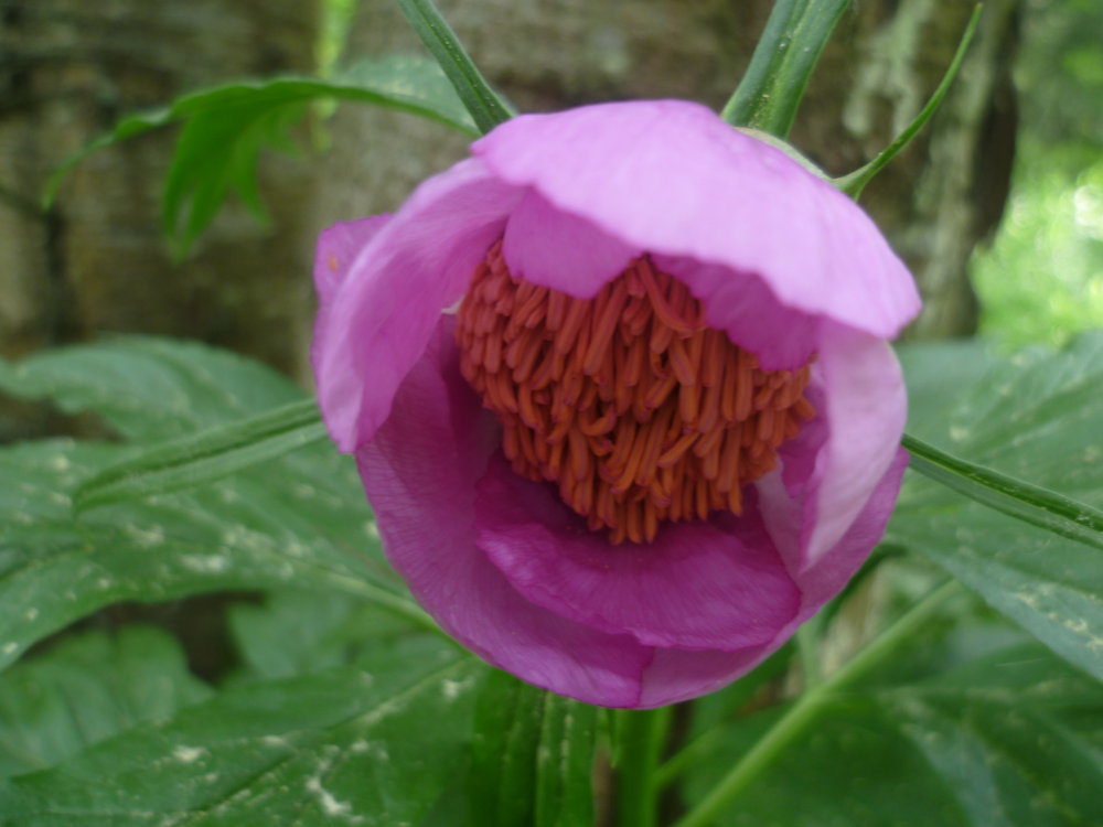 Image of Paeonia anomala specimen.
