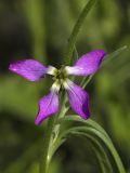 Matthiola bicornis