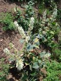 Phlomoides cordifolia