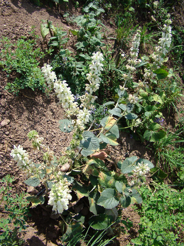 Изображение особи Phlomoides cordifolia.