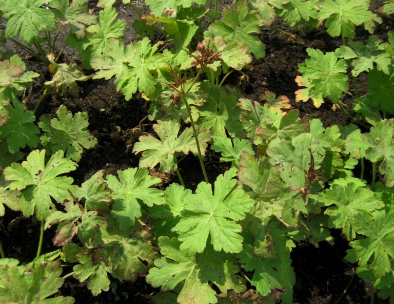 Image of Geranium macrorrhizum specimen.