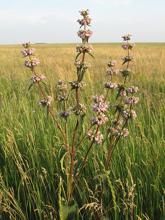 Изображение особи Phlomoides tuberosa.