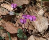 Cyclamen coum. Цветущее растение. Адыгея, пер. Азишский, 1900 м н.у.м. 29.04.2007.