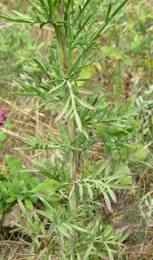 Image of Centaurea stoebe specimen.