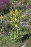 genus Ferula. Расцветающее растение. Таджикистан, восточный склон гор Санглак, 1300 м н.у.м. 24.04.2011.