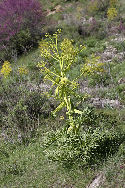 Изображение особи род Ferula.