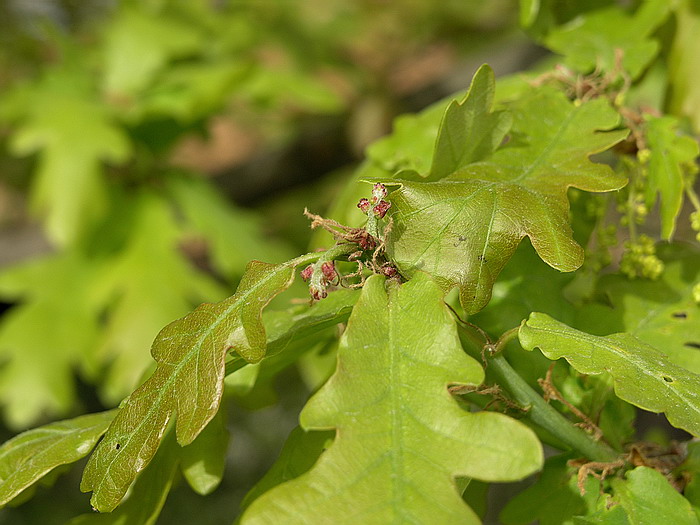 Image of Quercus robur specimen.