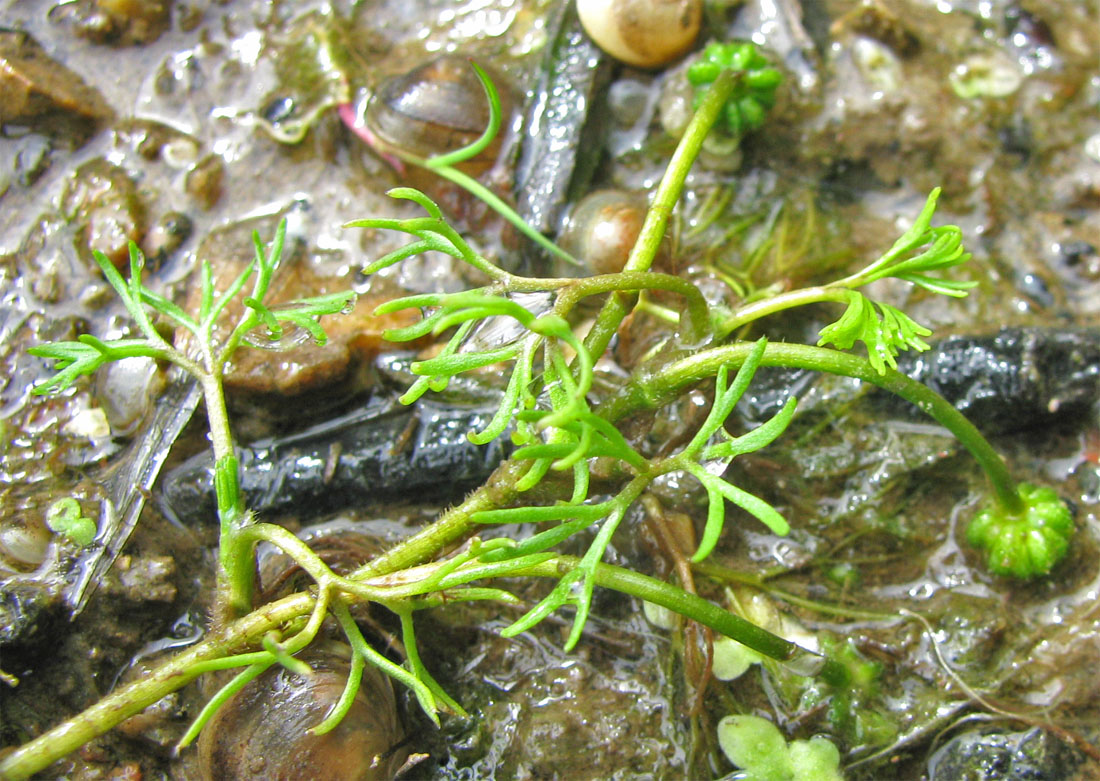 Image of Ranunculus trichophyllus specimen.