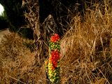 Arum dioscoridis. Соплодия с созревающими плодами. Израиль, Шарон, г. Герцлия, сад цитрусовых. 02.06.2010.