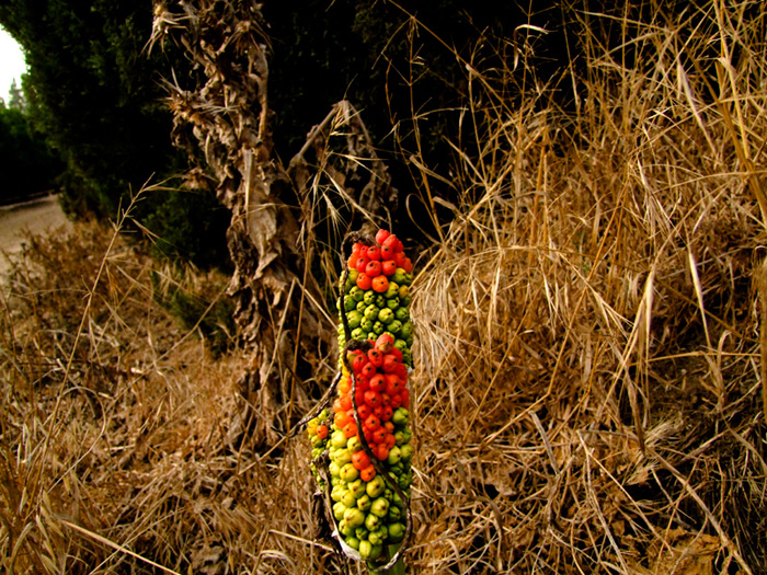 Изображение особи Arum dioscoridis.