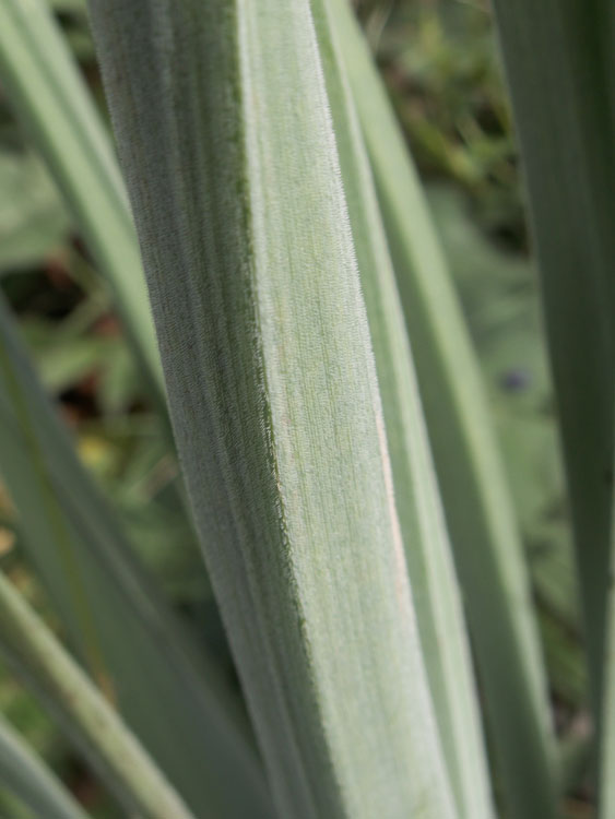 Изображение особи Eremurus comosus.