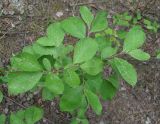 Salix × coriacea 