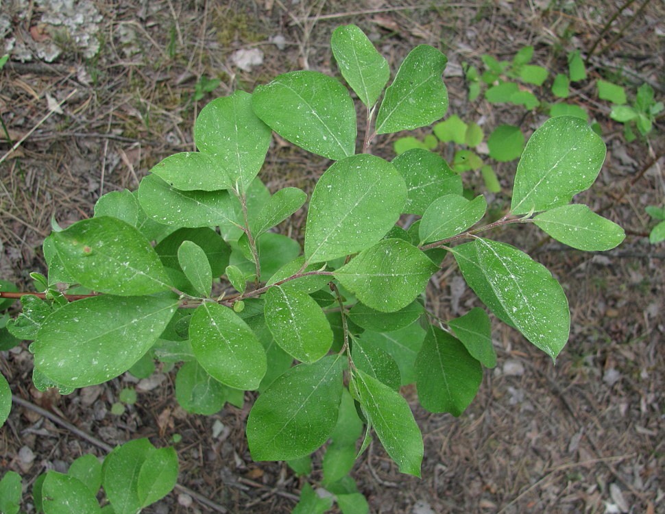 Image of Salix &times; coriacea  specimen.