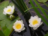 Nymphaea candida. Бутон, цветки и листья. Курганская обл, пригород Кургана, окрестности пос. Кулацкий, берег р. Тобол. 03.07.2005.