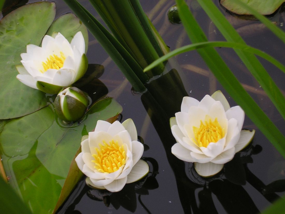 Image of Nymphaea candida specimen.