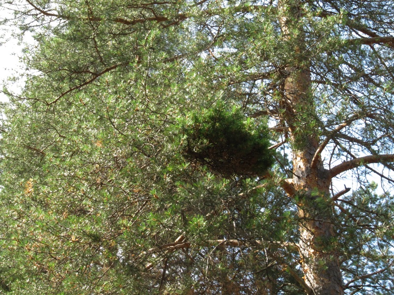 Изображение особи Pinus sylvestris.
