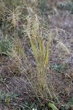 Taeniatherum crinitum