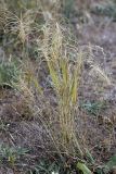 Taeniatherum crinitum. Плодоносящее растение. Южный Казахстан, Верхний Боролдай. 29.06.2011.