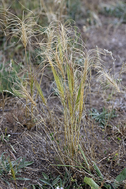 Image of Taeniatherum crinitum specimen.