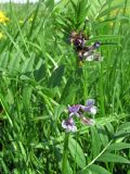 Vicia sepium