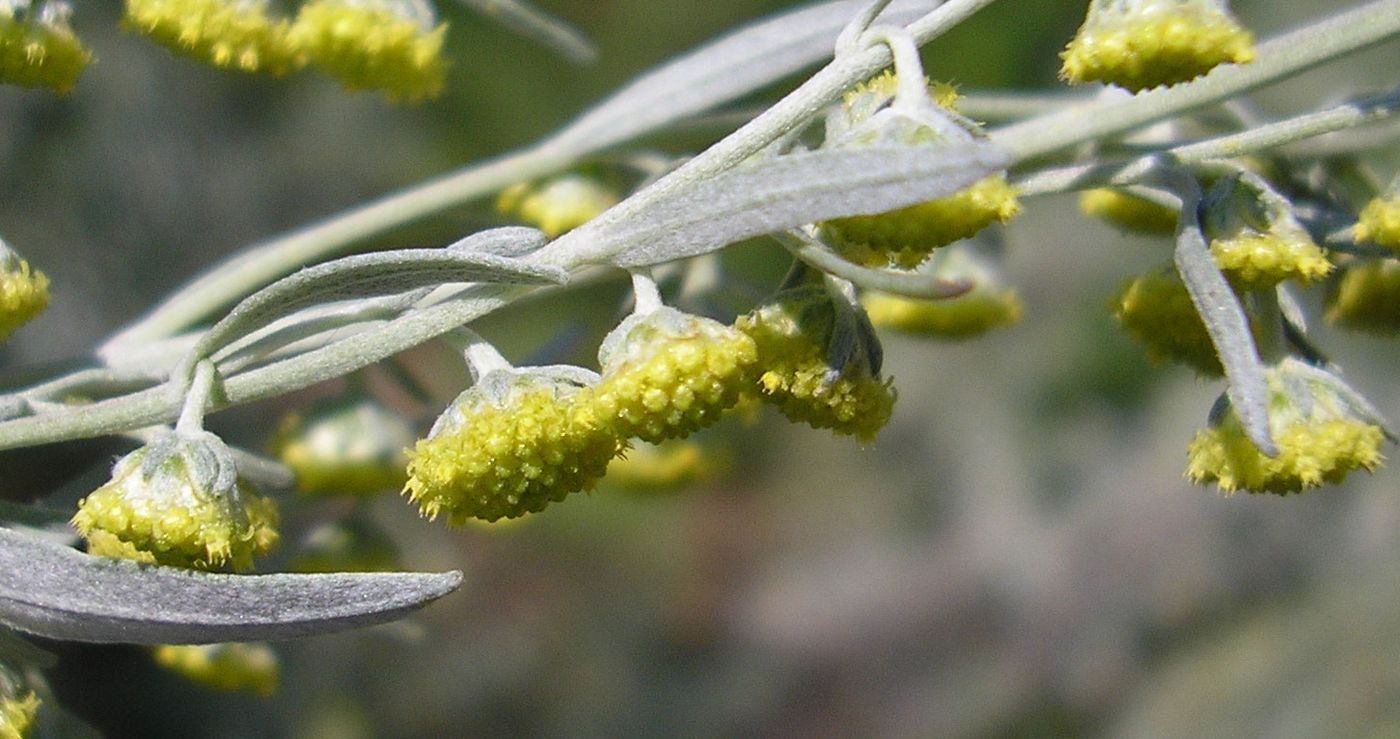 Image of Artemisia absinthium specimen.