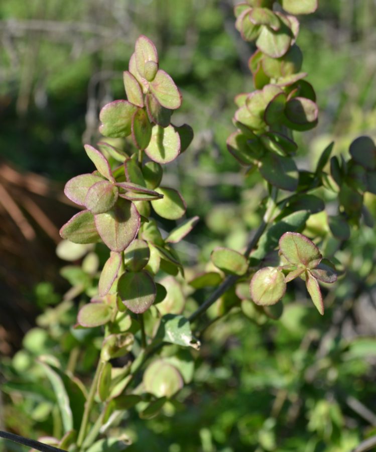 Image of genus Atriplex specimen.