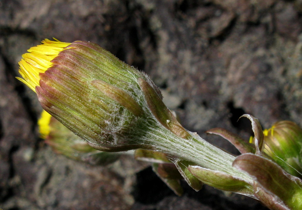 Image of Tussilago farfara specimen.
