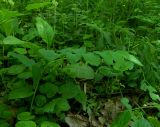 Polygonatum orientale