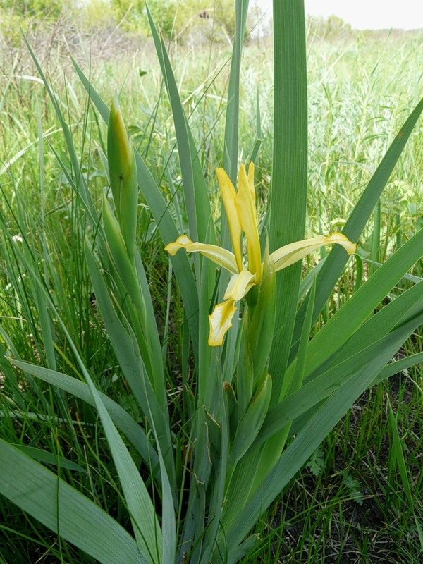 Изображение особи Iris halophila.