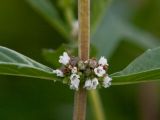 Lycopus uniflorus. Соцветие. Камчатка, Долина Гейзеров. 22.08.2011.