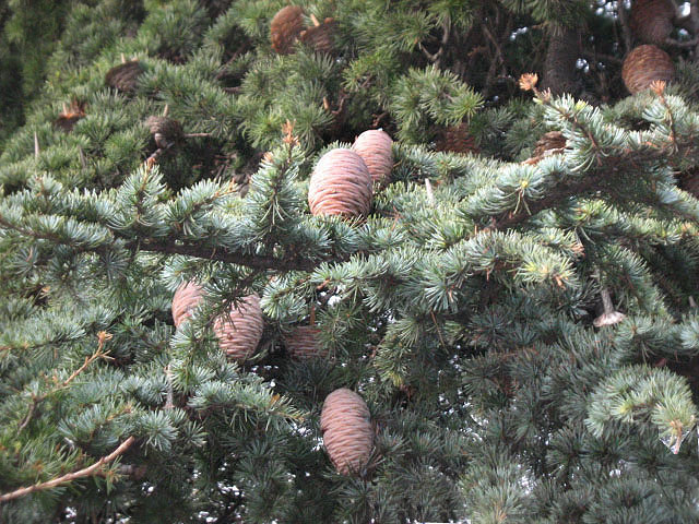 Изображение особи Cedrus libani.