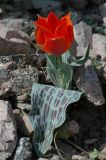 Tulipa greigii