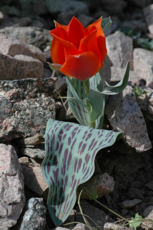 Image of Tulipa greigii specimen.