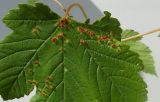Acer pseudoplatanus. Часть листа двухгодичного сеянца (самосев) с галлами. Германия, г. Кемпен, в лесопосадке. 19.05.2012.