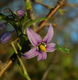 Solanum dulcamara. Цветок. Украина, Донецкая обл., Володарский р-н, заповедник \"Каменные могилы\". 02.06.2012.