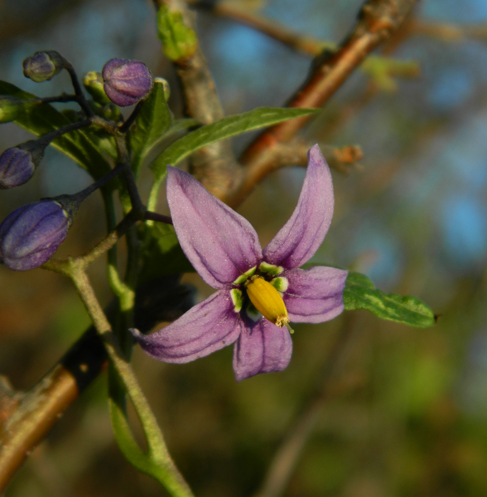 Изображение особи Solanum dulcamara.