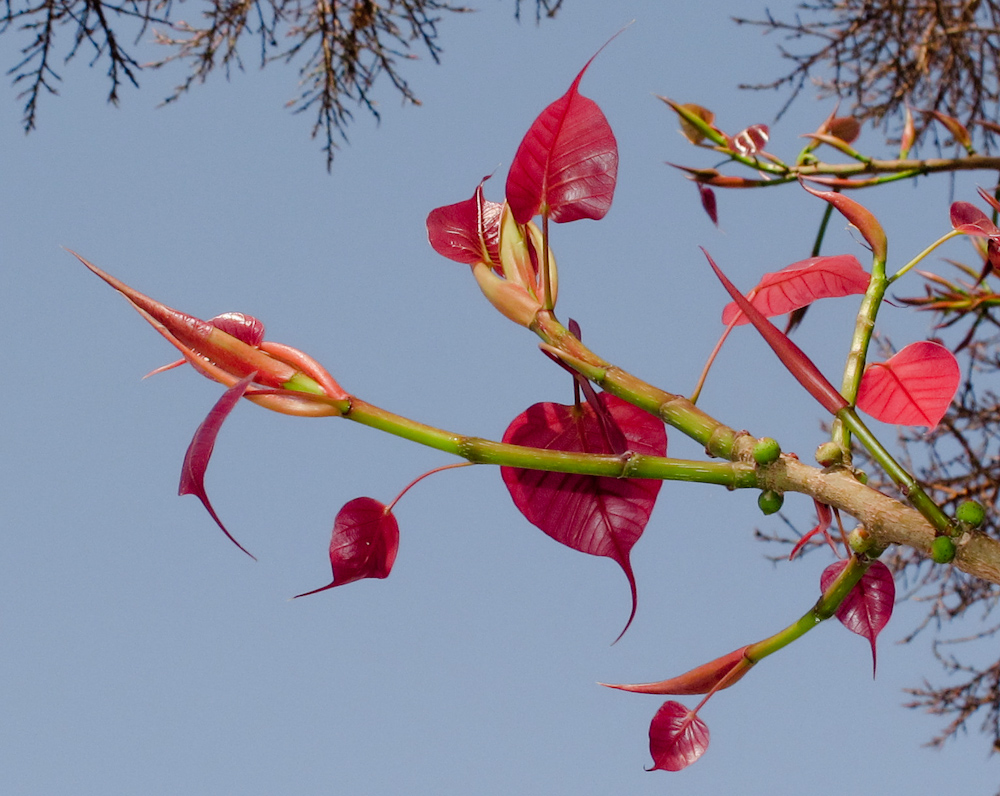 Image of Ficus religiosa specimen.