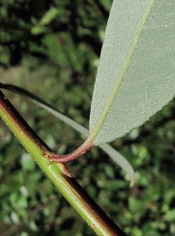 Image of genus Salix specimen.