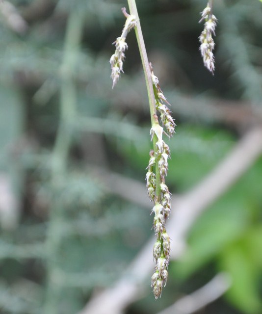 Изображение особи Asparagus acutifolius.