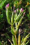 Centaurium tenuiflorum. Верхушка цветущего растения. Крым, Севастополь, ж/д ст. Инкерман. 28 июня 2012 г.